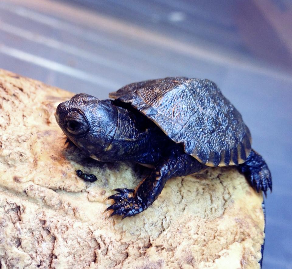 Oakland Zoo Western Pond Turtle